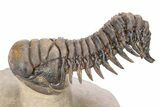 Flying Crotalocephalina Trilobite - Lghaft , Morocco #251043-1